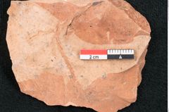 Foto (Detailansicht) von Glyptostrobus europaeus Brongniart (NHMW-GEO-2024-0188-7956)